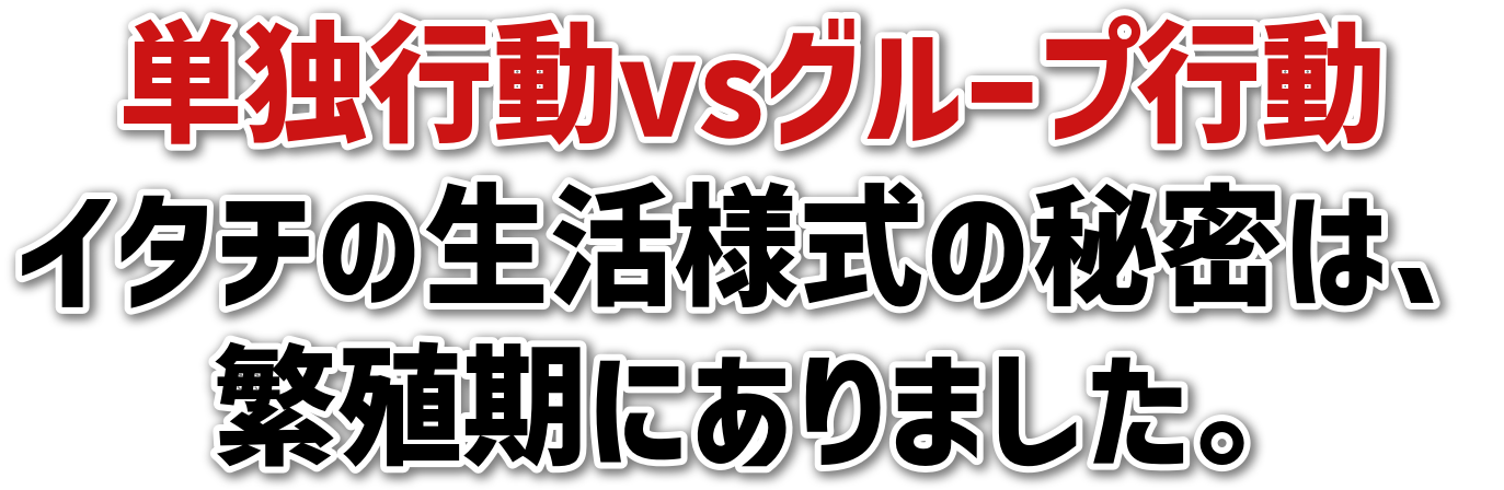 PƍsvsO[vs<br>C^`̐l̔閧́A<br>ɐBɂ܂B